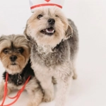 Sweet Bonanza как метафора жизненного выбора